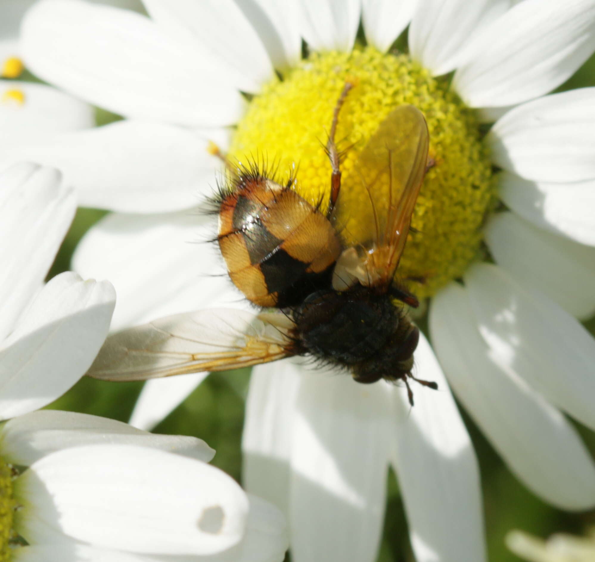 Image of Tachina fera (Linnaeus 1761)