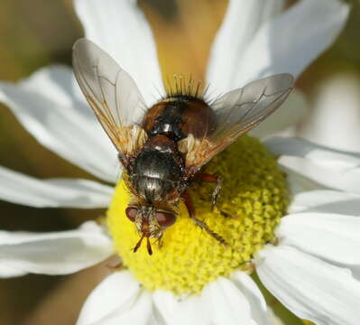 Image of Tachina fera (Linnaeus 1761)