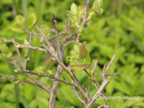 Image de Symplocos paniculata (Thunb. ex Murray) Miq.