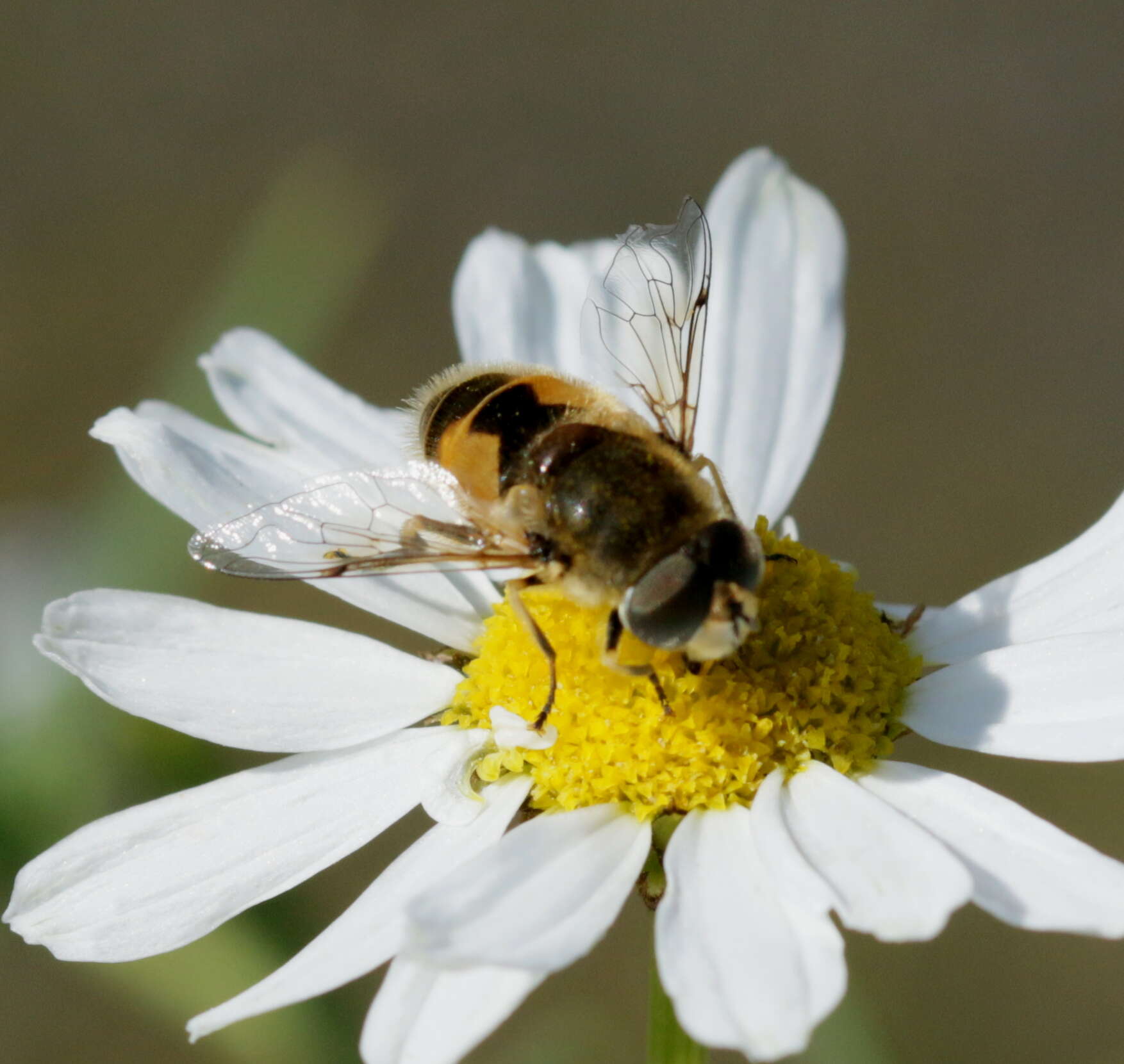 Image of Syrphid fly