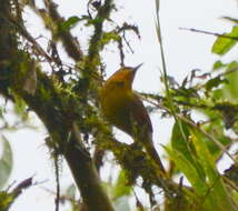 Image of Buff-fronted Foliage-gleaner