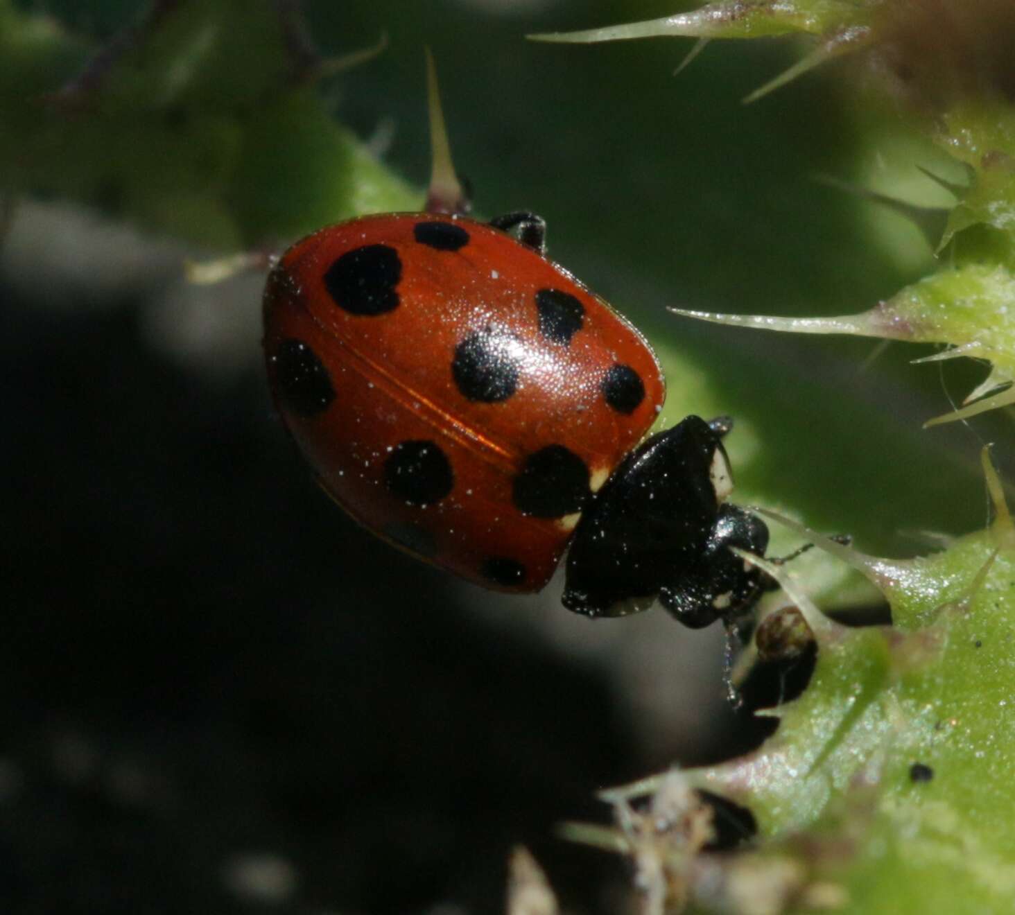 Image of 11-spot ladybird