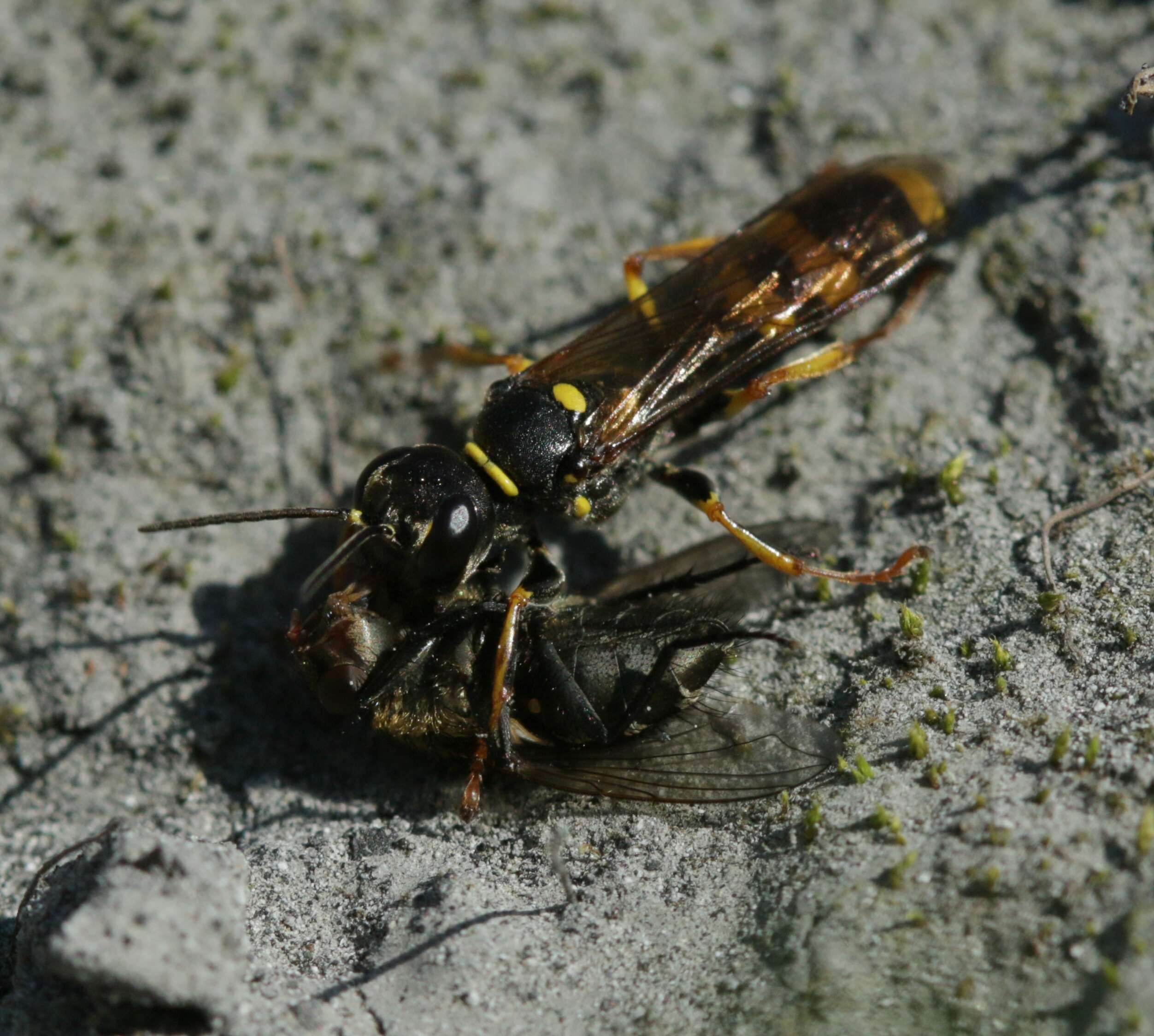 Image of Mellinus arvensis (Linnaeus 1758)