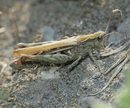 Image of Common Field Grasshopper