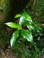 Image of Mussaenda parviflora Miq.