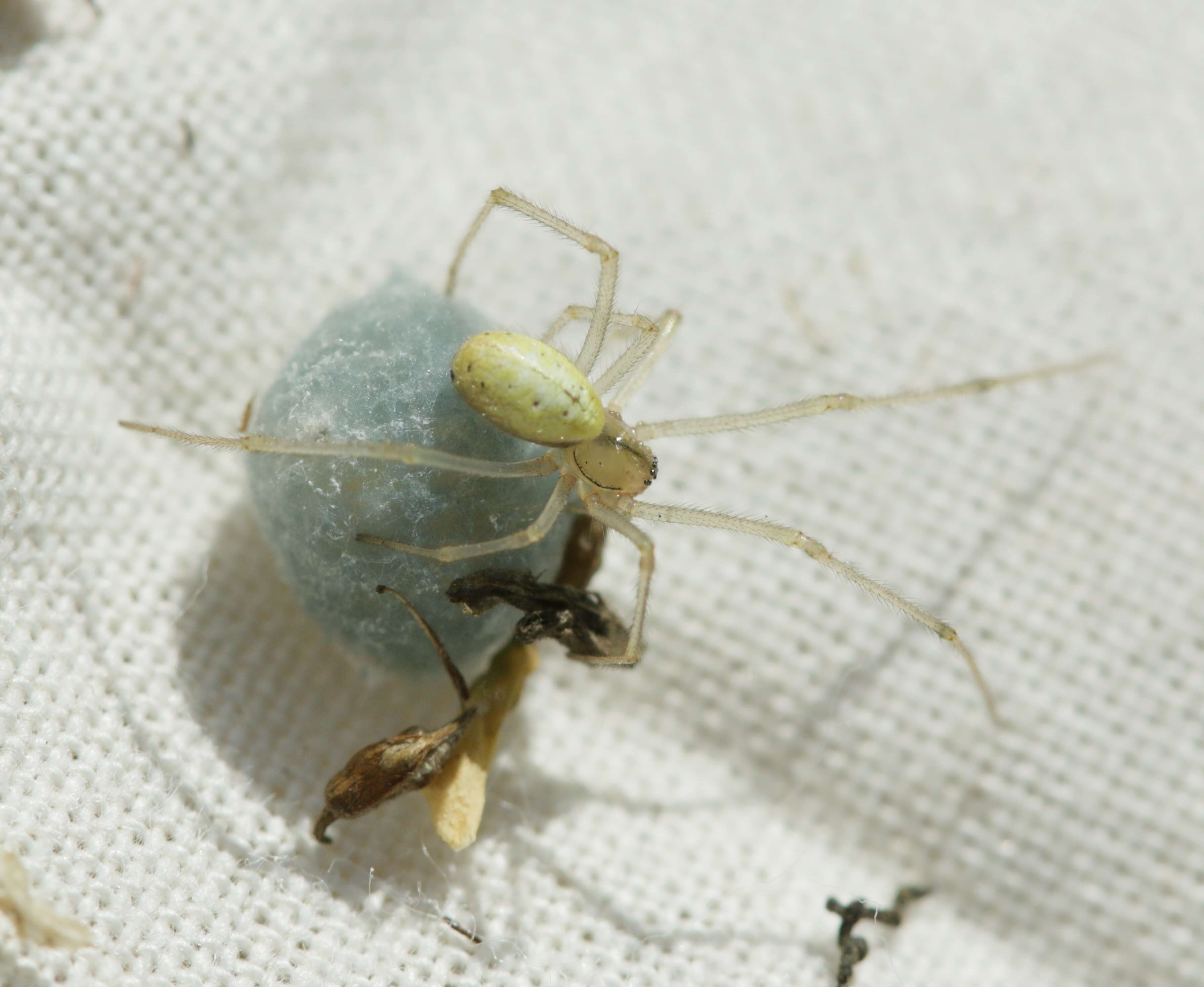 Image of Enoplognatha ovata (Clerck 1757)