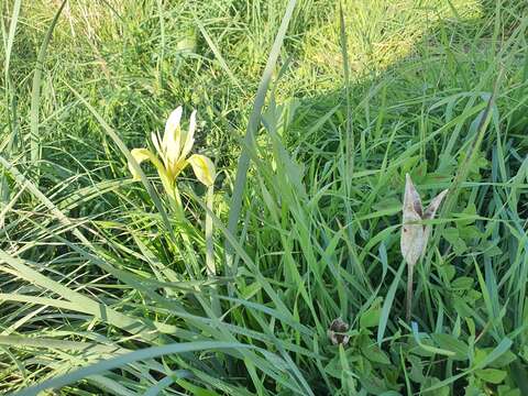 Image of Grant Duff's Iris