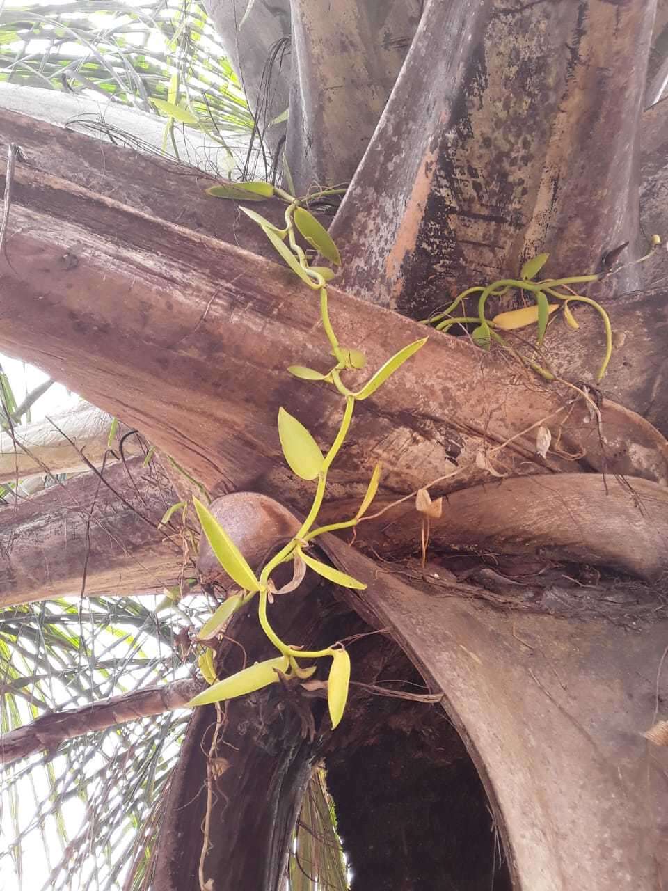 Image of Vanilla palmarum (Salzm. ex Lindl.) Lindl.