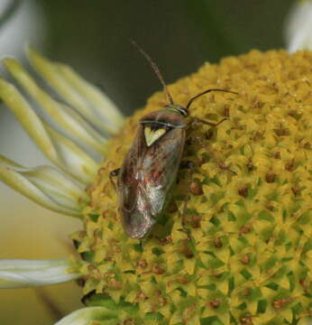 صورة Lygus rugulipennis Poppius 1911