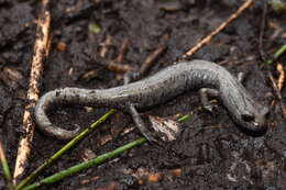 Image of Inyo Mountains Salamander