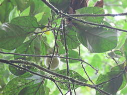 Image of Endiandra insignis (F. M. Bailey) F. M. Bailey