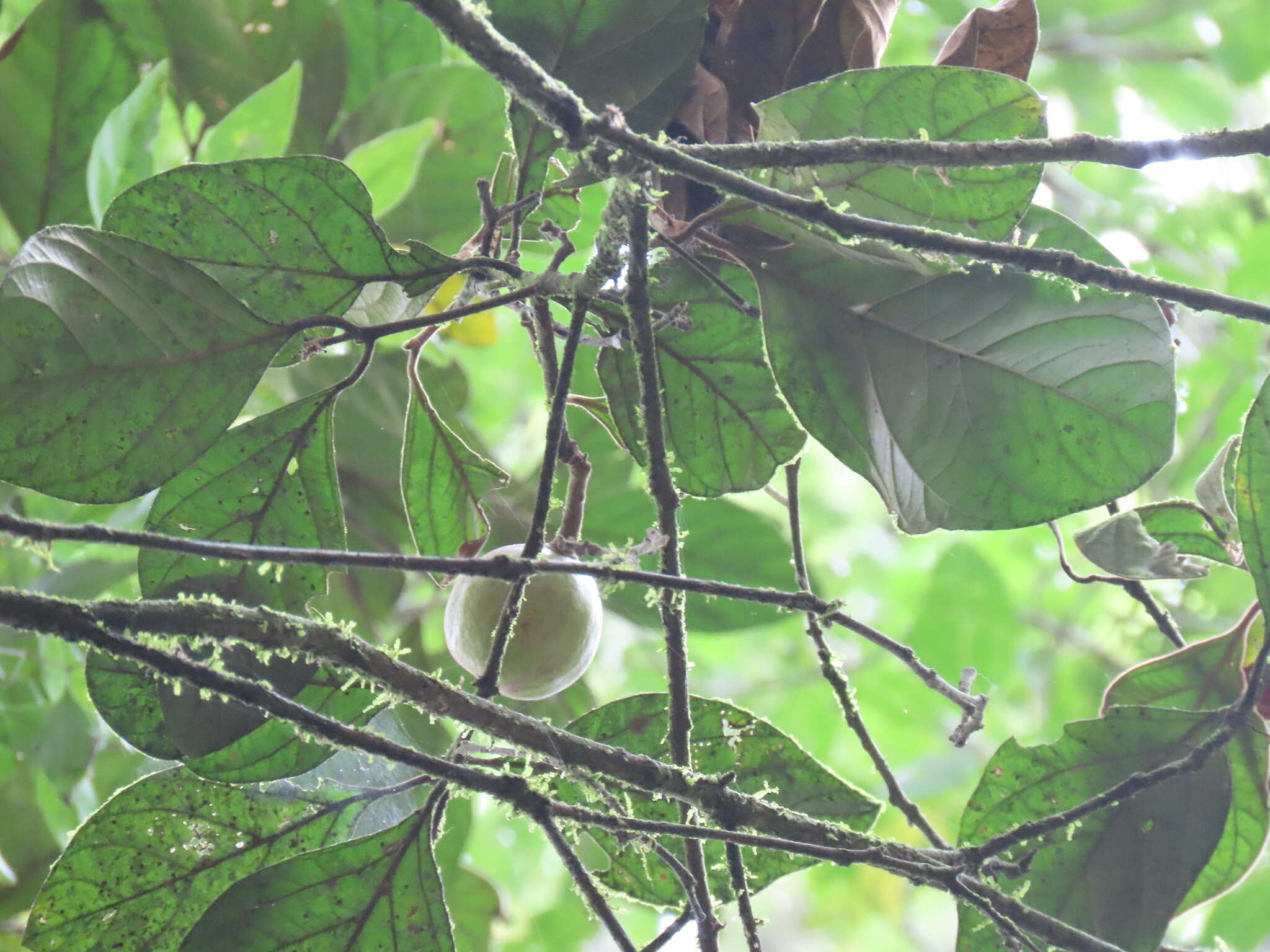 Image of Endiandra insignis (F. M. Bailey) F. M. Bailey