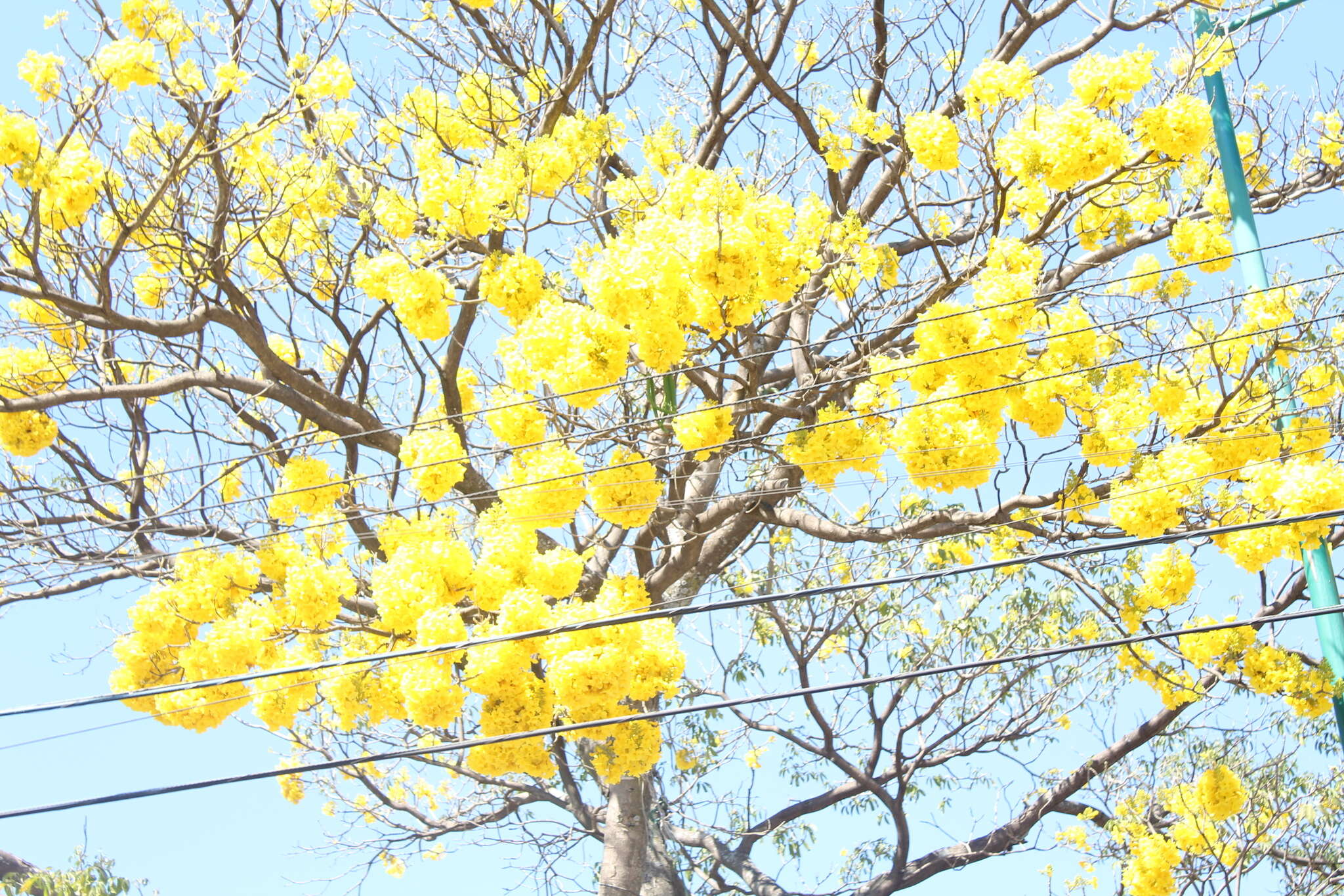 黄花风铃木的圖片