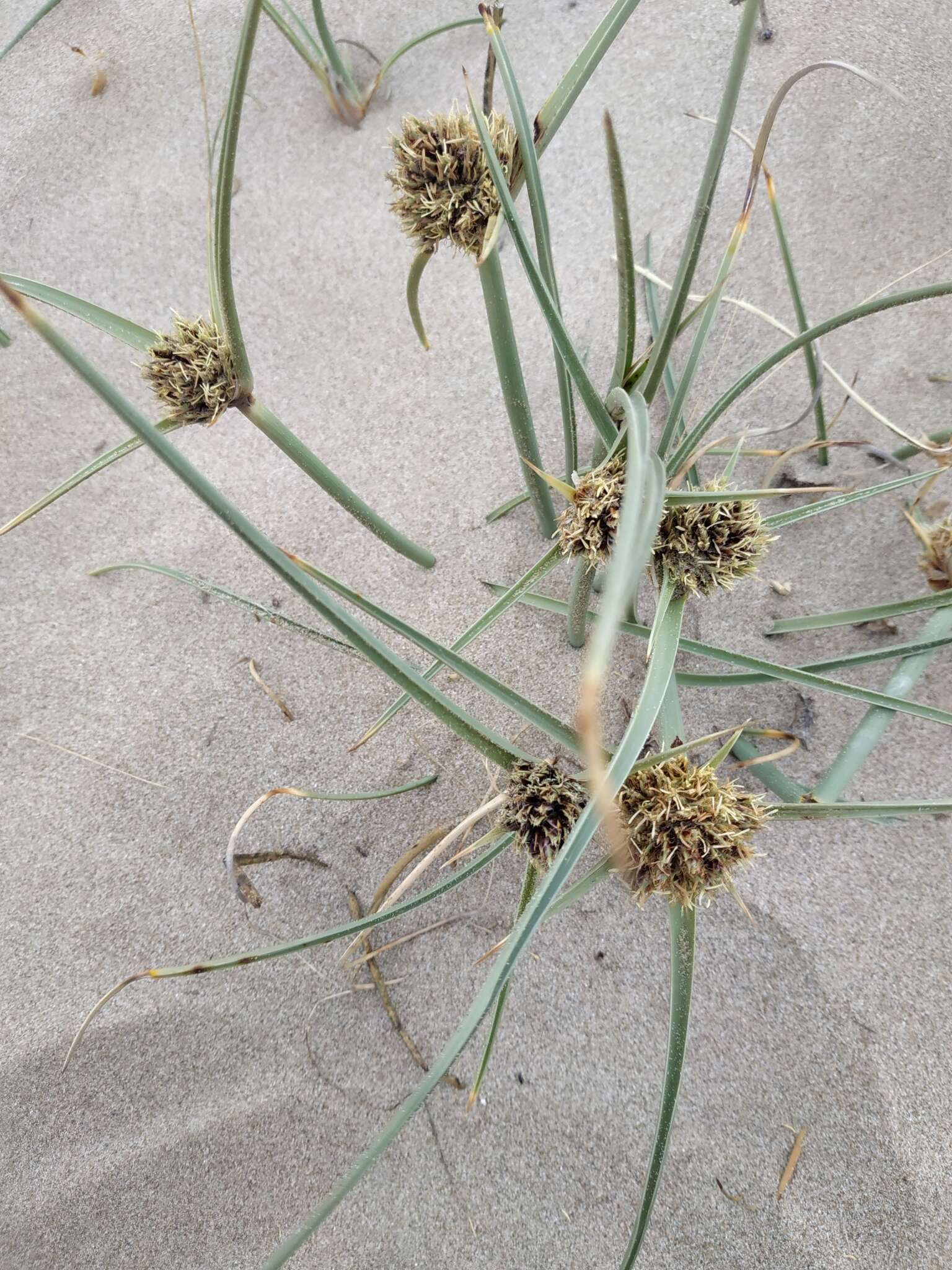 Image de Cyperus capitatus Vand.