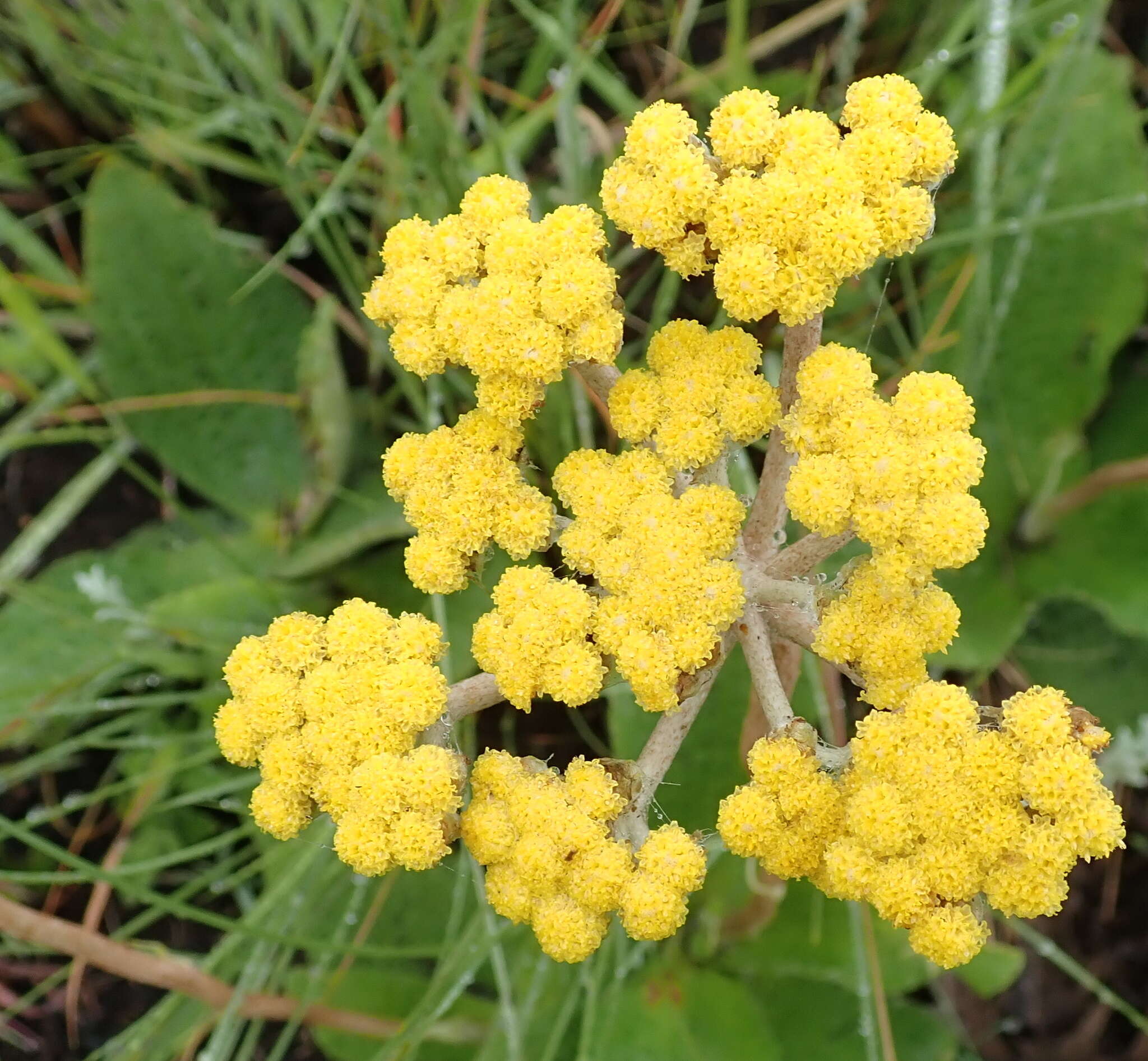 Image of Helichrysum nudifolium var. pilosellum (L. fil.) H. Beentje