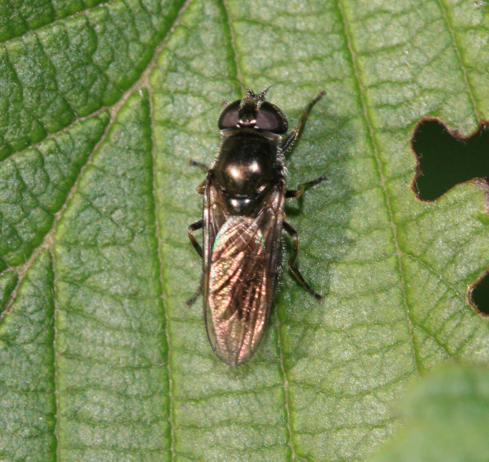 Image of Cheilosia proxima (Zetterstedt 1843)