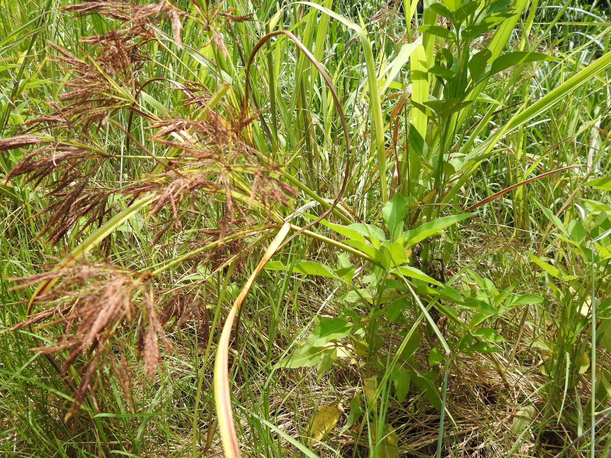 Cyperus nutans var. subprolixus (Kük.) Karth.的圖片