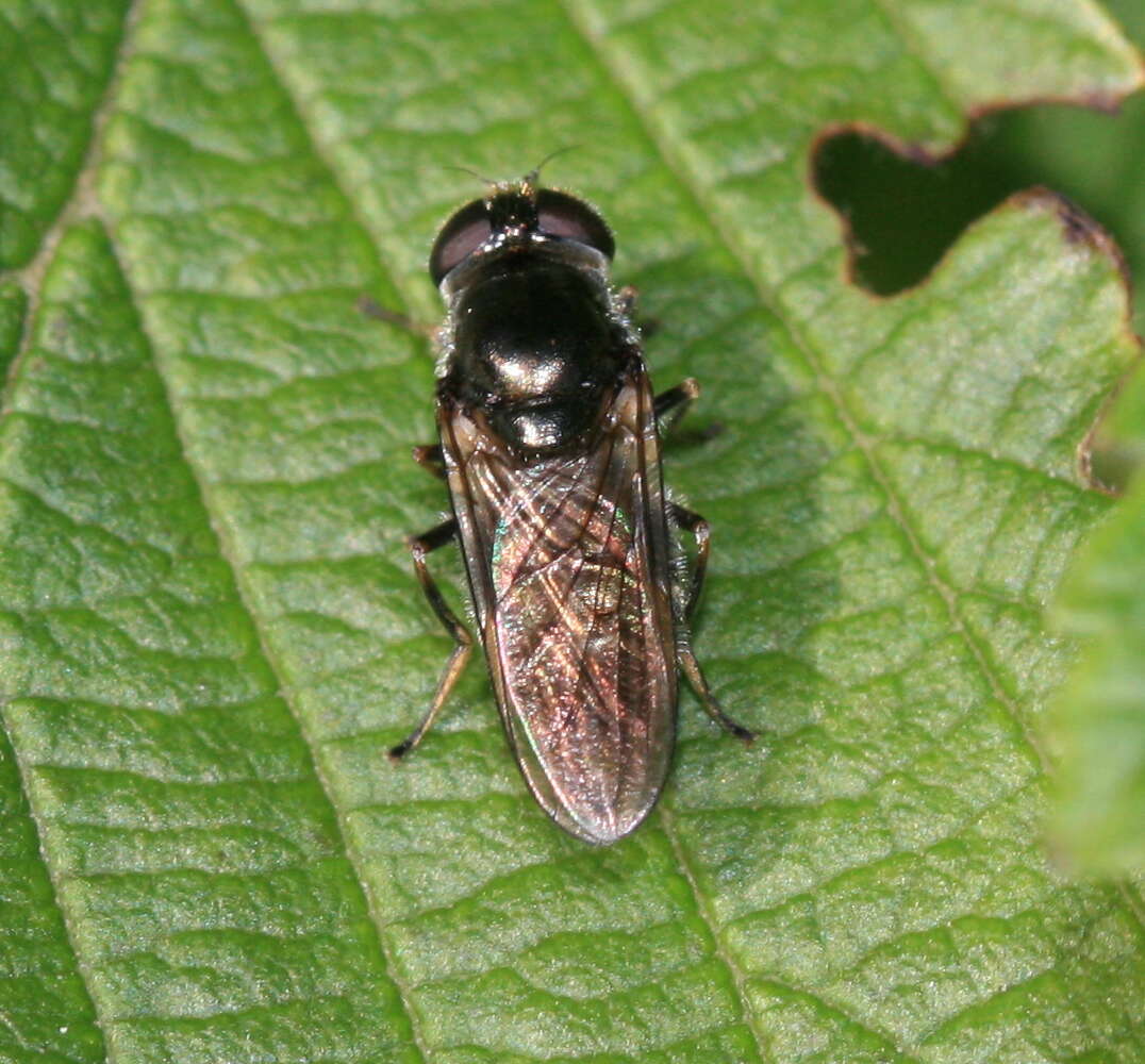 Image of Cheilosia proxima (Zetterstedt 1843)