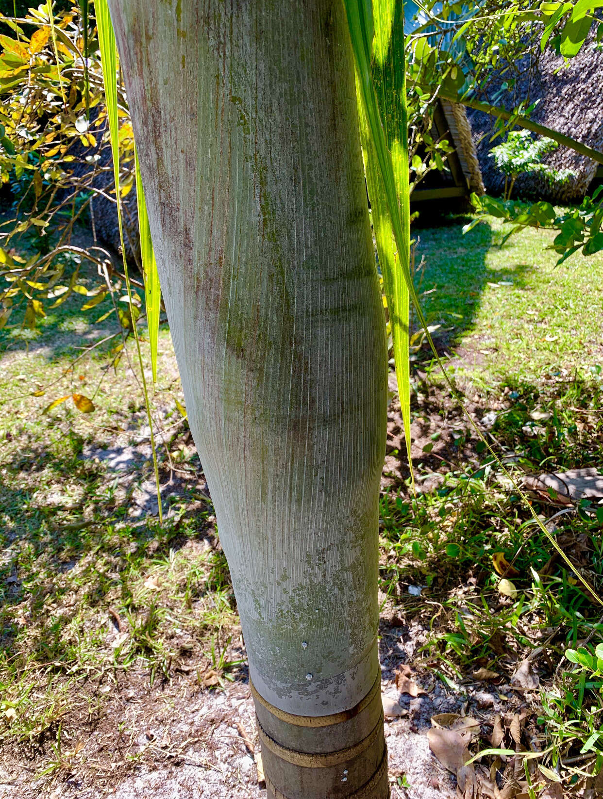 Image of Dypsis saintelucei Beentje