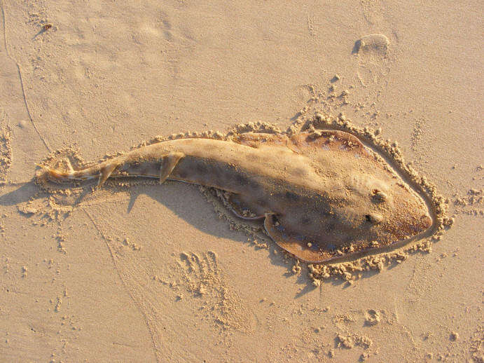 Image of Blue-spotted guitarfish