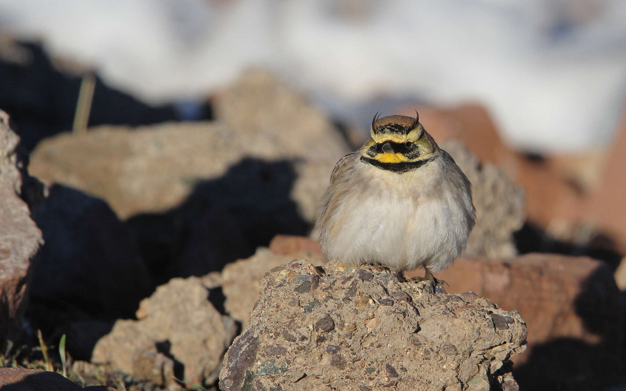 صورة Eremophila alpestris atlas (Whitaker 1898)