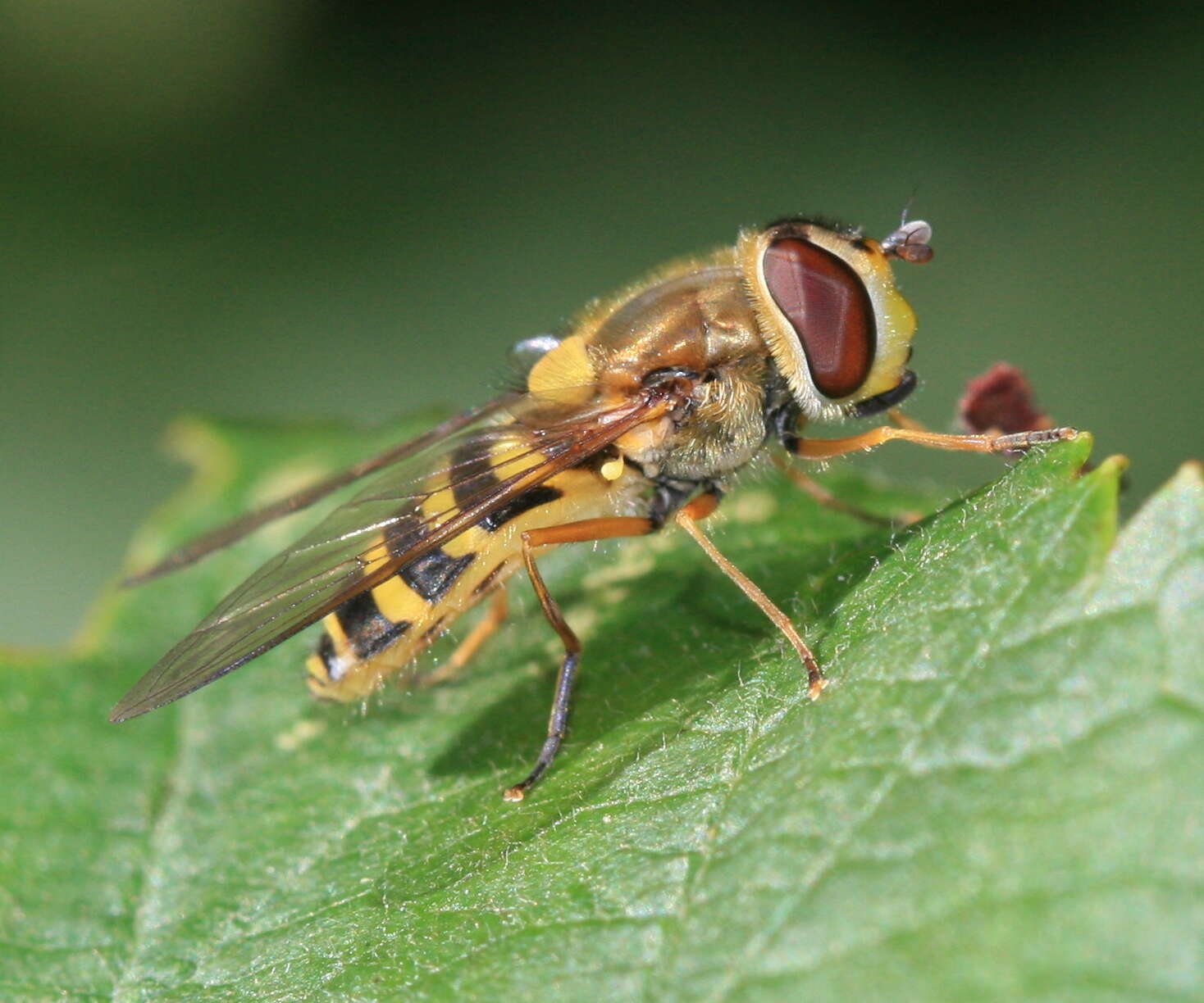 Plancia ëd Syrphus ribesii (Linnaeus 1758)