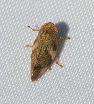 Image of European Alder Spittlebug