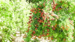 Image of Bolivian Nasturtium