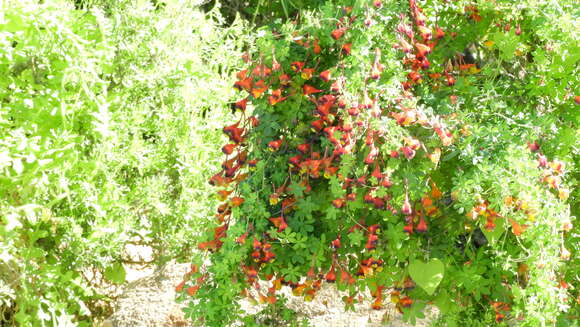 Image of Tropaeolum tricolor Sw.