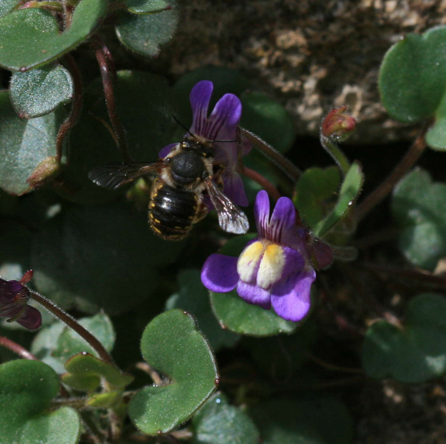 Image of wool-carder bee