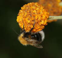 Image of Bombus hypnorum (Linnaeus 1758)