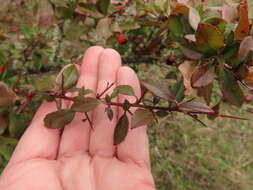 Image de Pyracantha fortuneana (Maxim.) H. L. Li