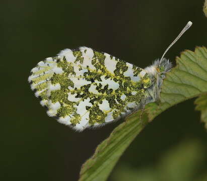 Image of orange tip