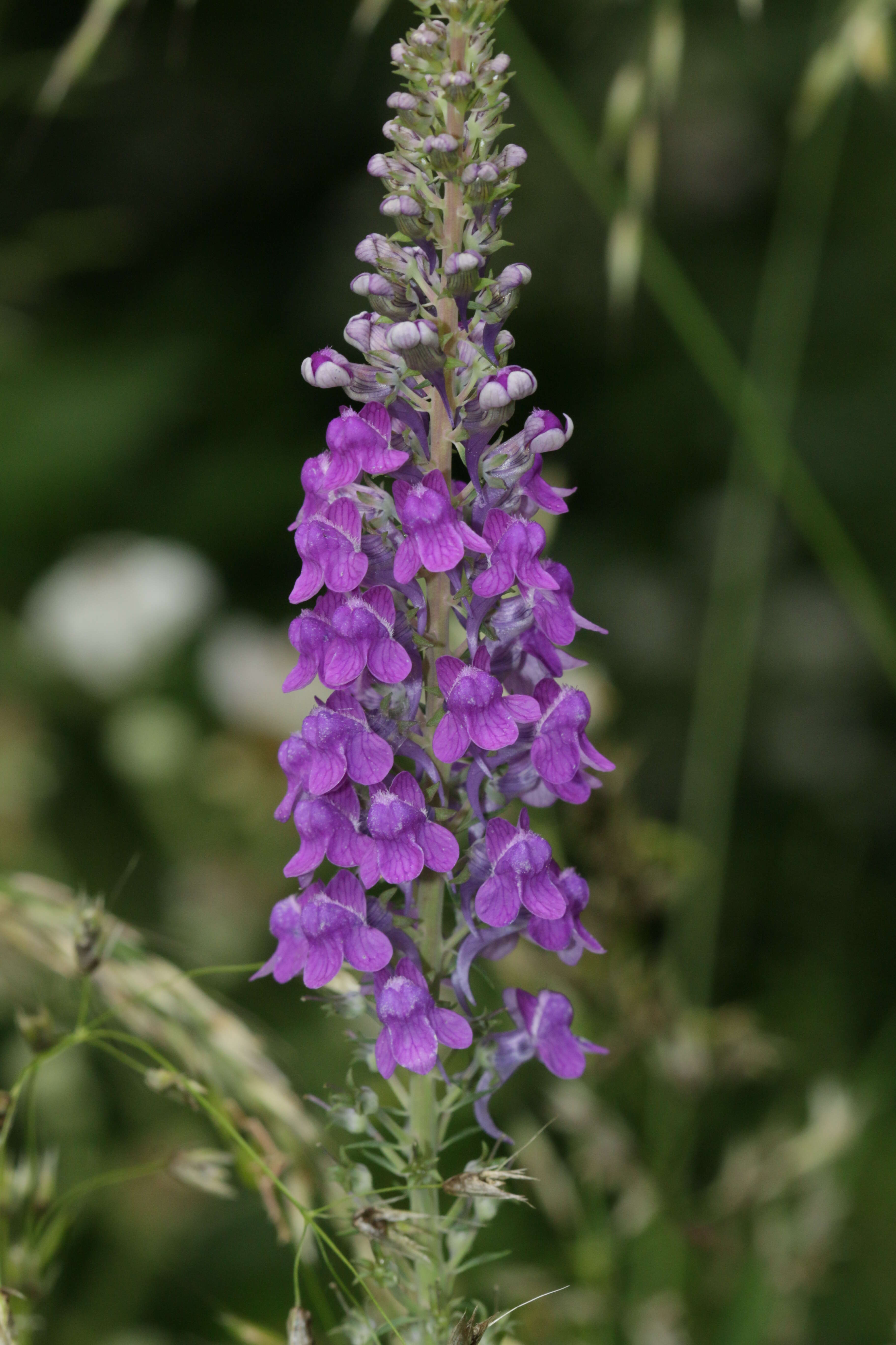 Plancia ëd Linaria purpurea (L.) Mill.