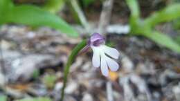 Cynorkis fastigiata var. triphylla (Thouars) S. Moore的圖片