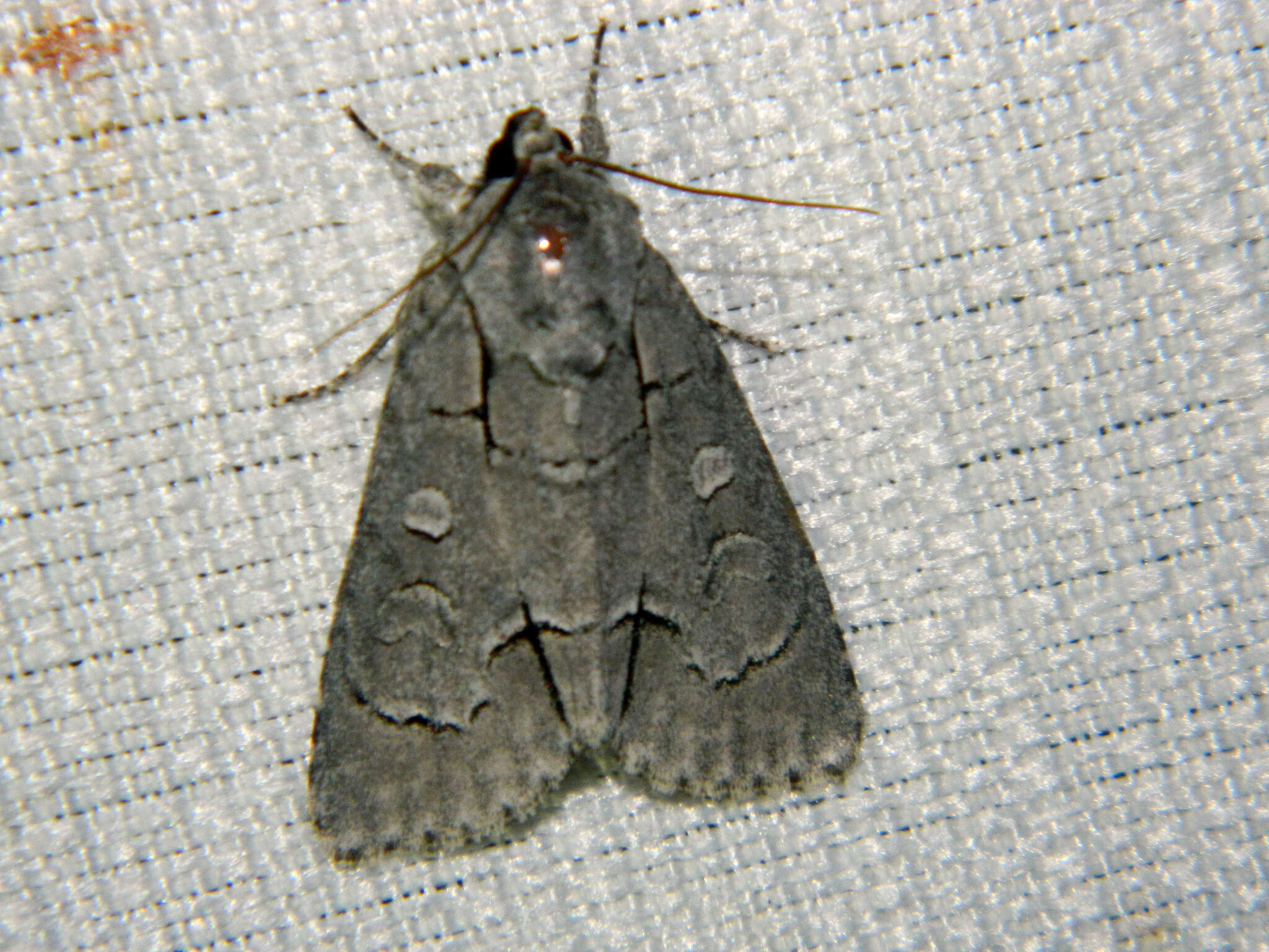 Image of Radcliffe's Dagger-moth