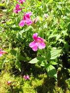 Image of Great Purple Monkey-Flower