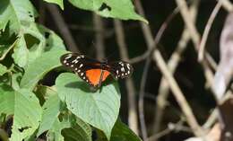 Image of Heliconius hecalesia formosus Bates 1863