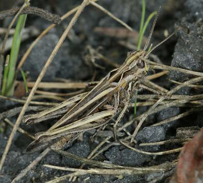 Image of Common Field Grasshopper