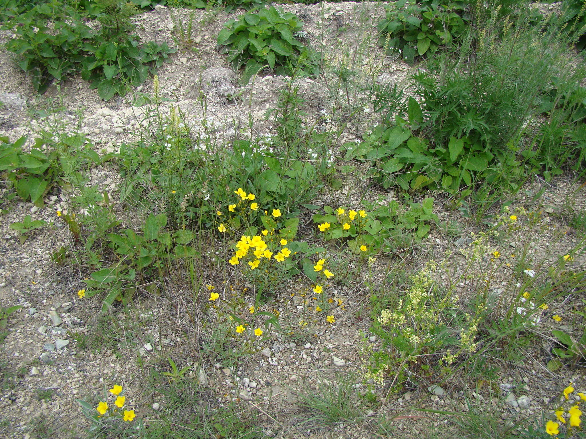 Imagem de Linum ucranicum Czern. ex Gruner