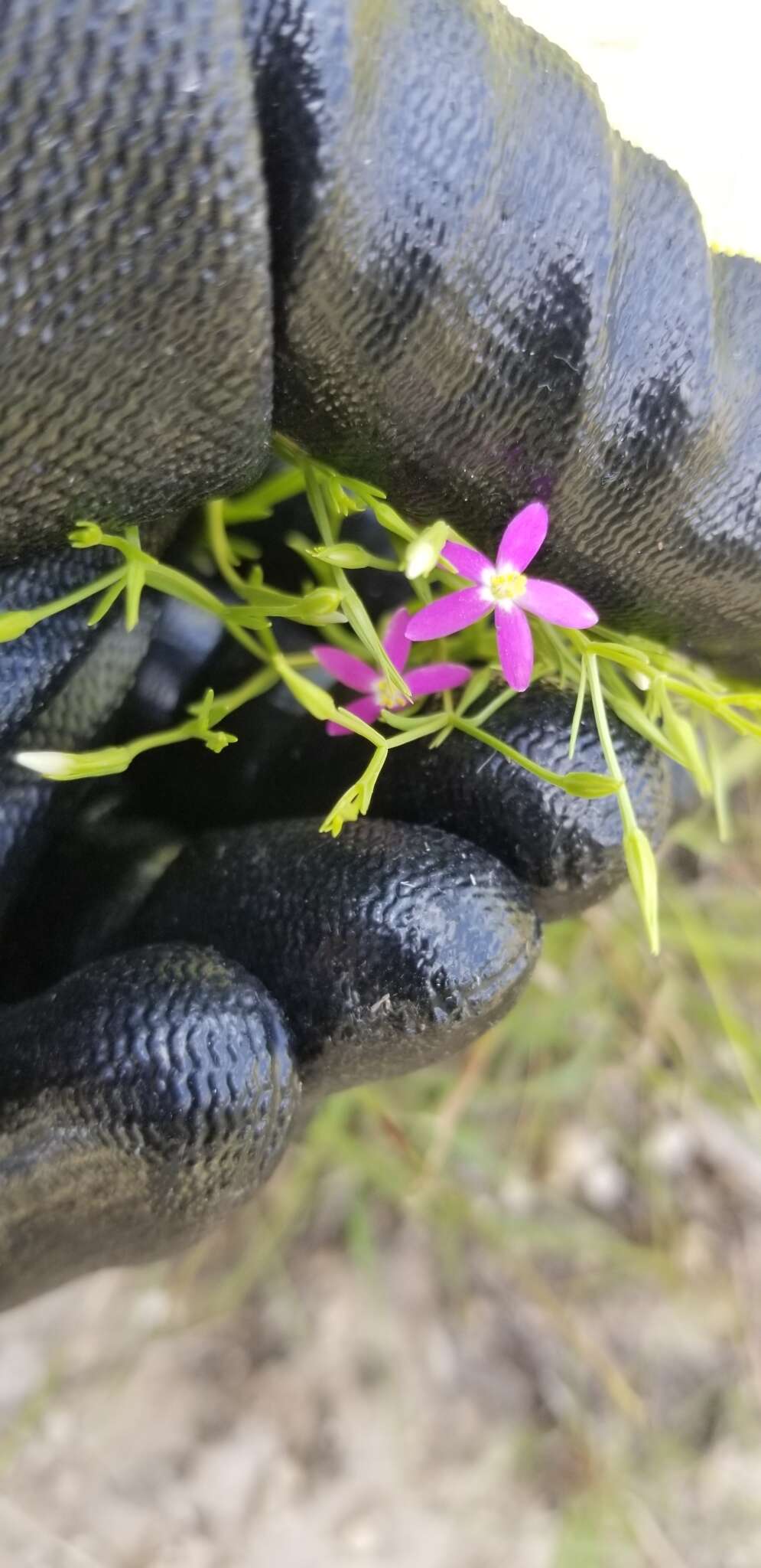 Image of Lady Bird's centaury