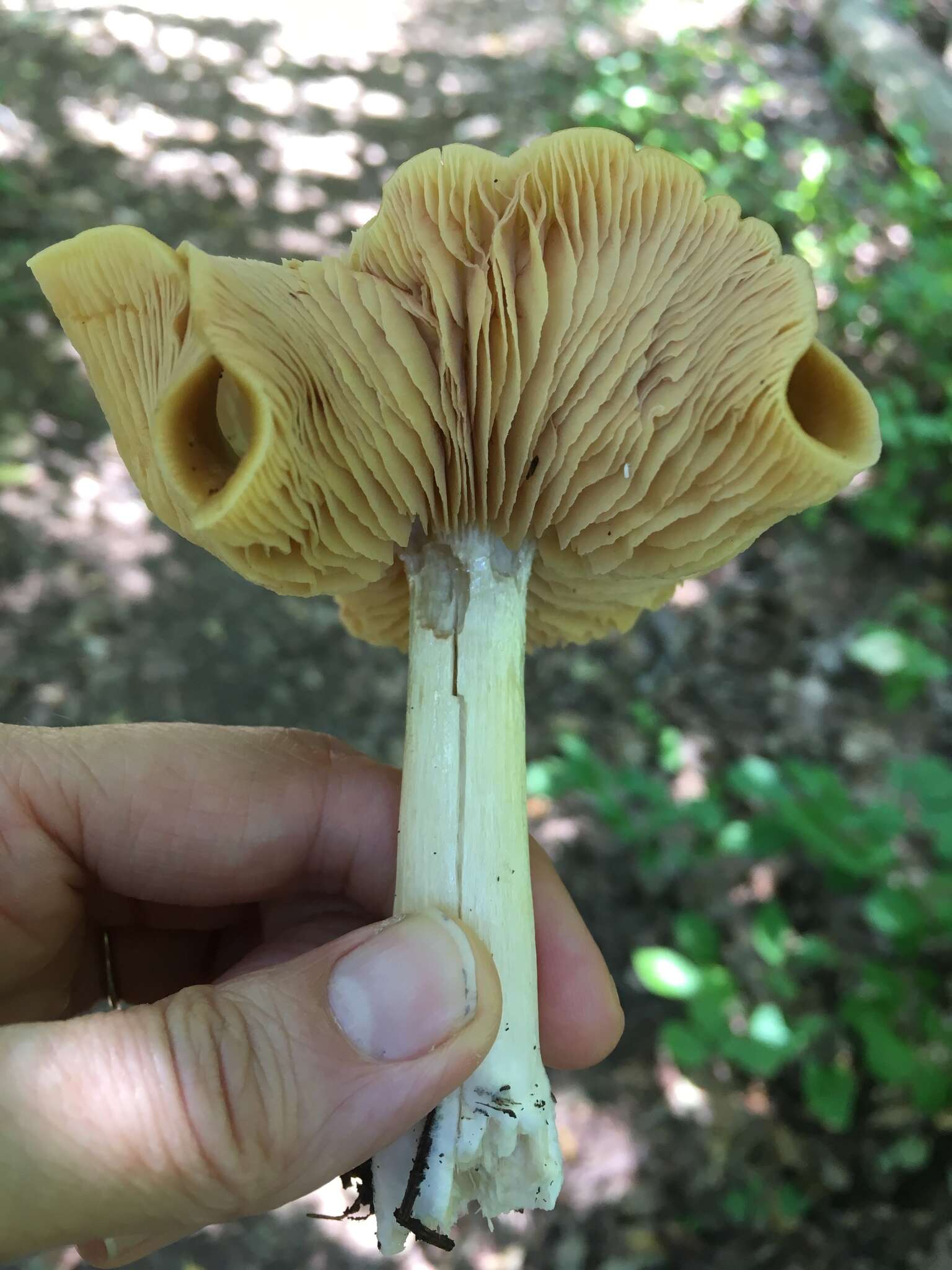 Image of Entoloma bicolor Murrill 1917