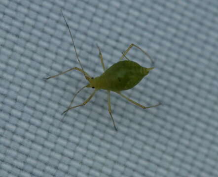 Image of pea aphid