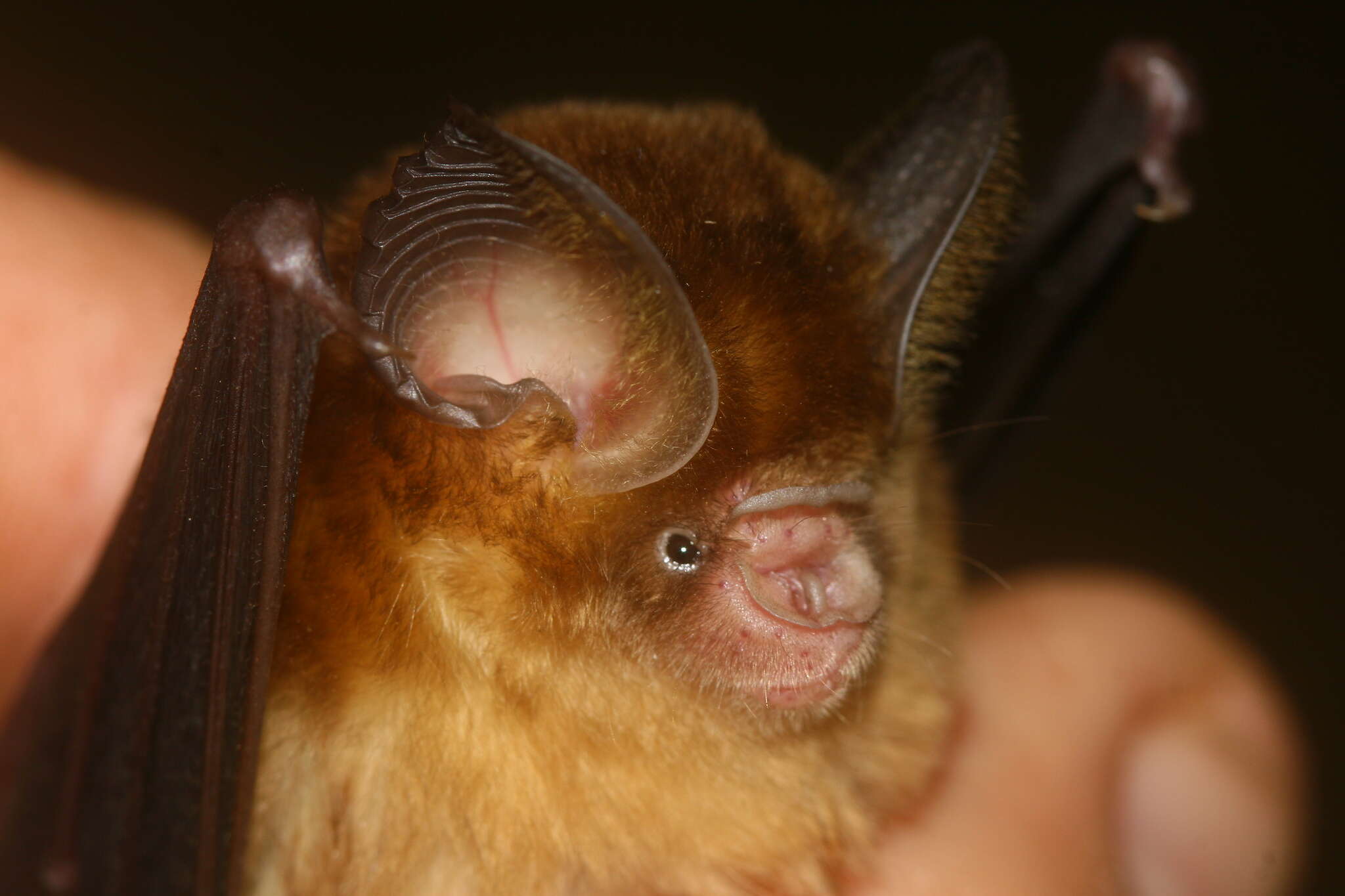 Image of Ashy Leaf-nosed Bat