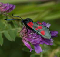 Image of Zygaena lonicerae Scheven 1777