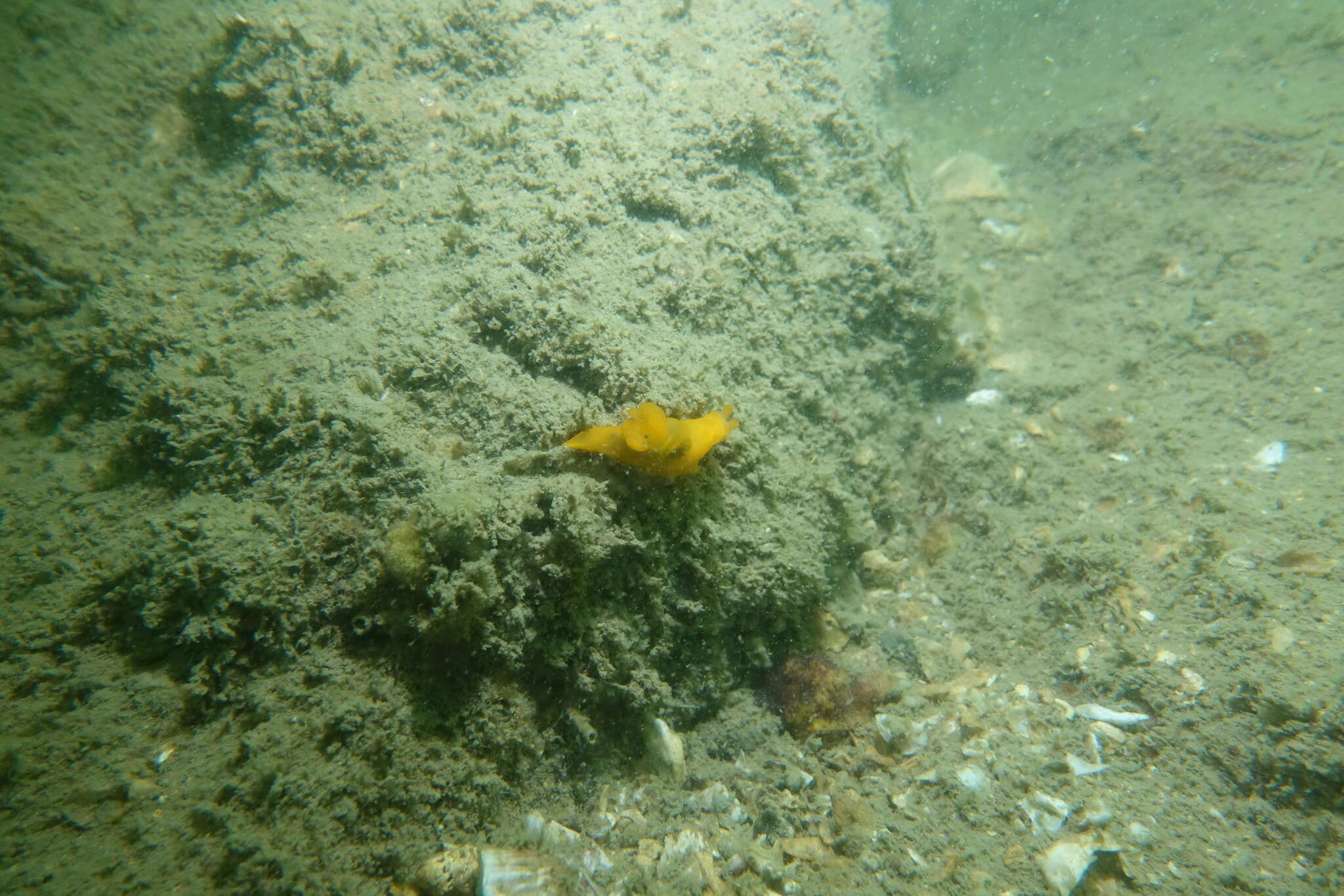 Image of Gymnodoris inornata (Bergh 1880)