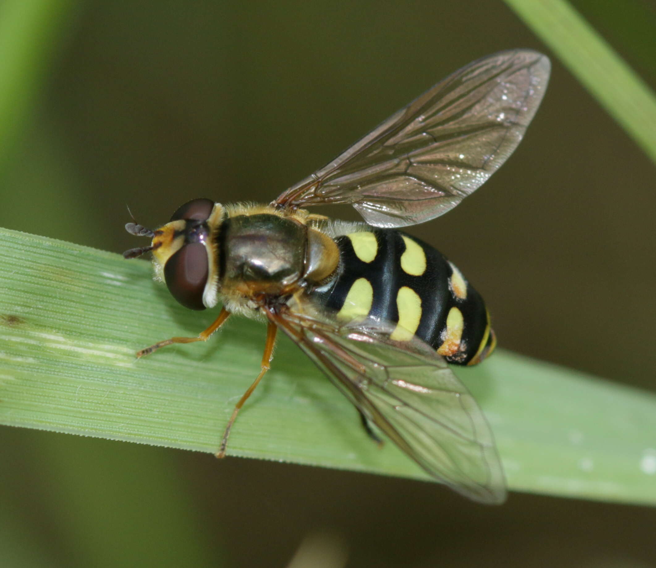 Image of Eupeodes luniger (Meigen 1822)