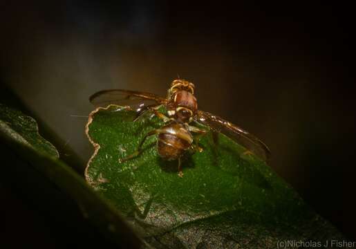 Слика од Bactrocera brunnea (Perkins & May 1949)