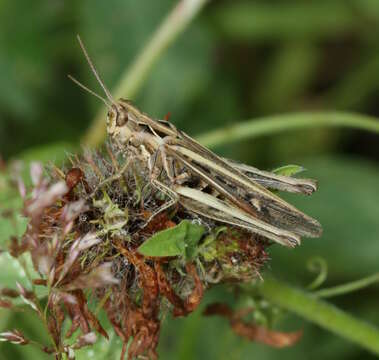 Image of Common Field Grasshopper