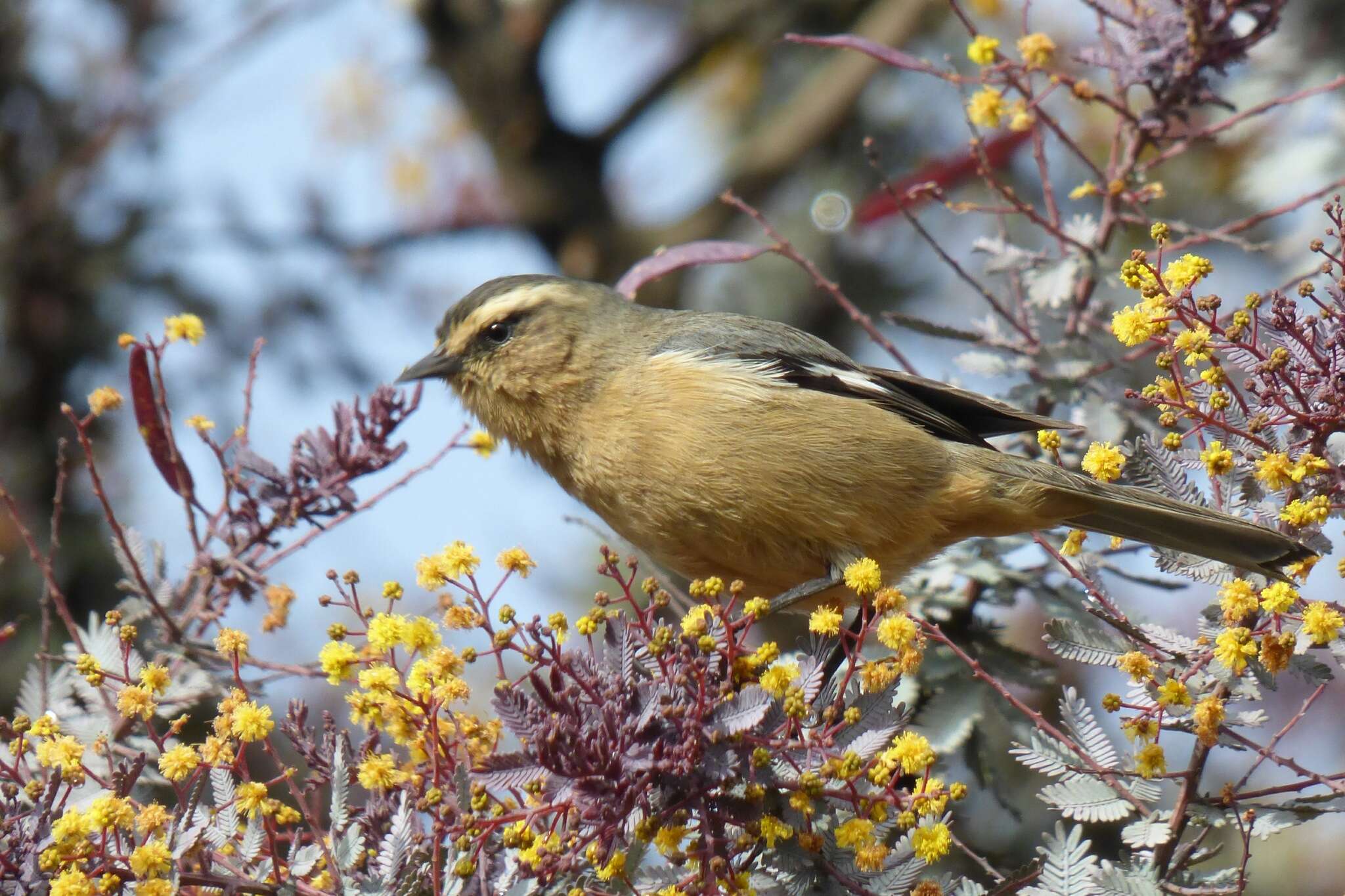 Image of Cinereous Conebill